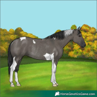 Horse Color:Grullo Tobiano Rabicano 