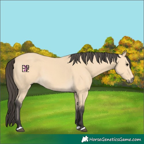 Horse Color:Buckskin 