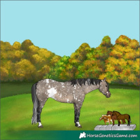 Horse Color:White Spotted Brown Dun Snowflake Varnish