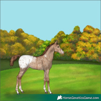 Horse Color:Red Dun Blanket and Red Dun Blanket