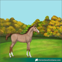 Horse Color:Red Dun Varnish  and Red Dun Varnish 