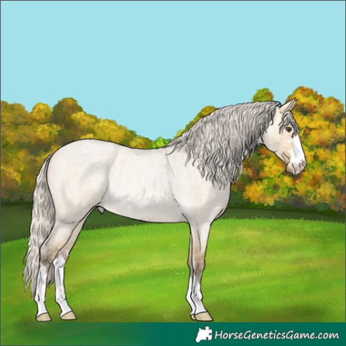 Horse Color:Silver Buckskin Ice Roan Dun Rabicano 