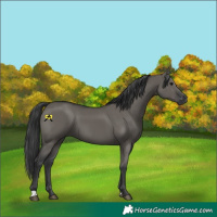 Horse Color:Grullo