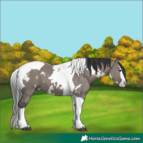 Horse Color:Unknown 