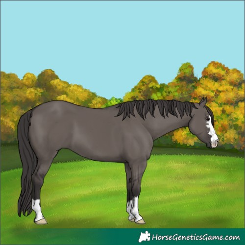 Horse Color:Smoky Grullo 