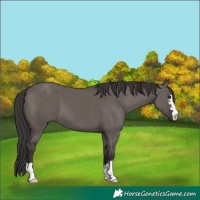 Horse Color:Smoky Grullo
