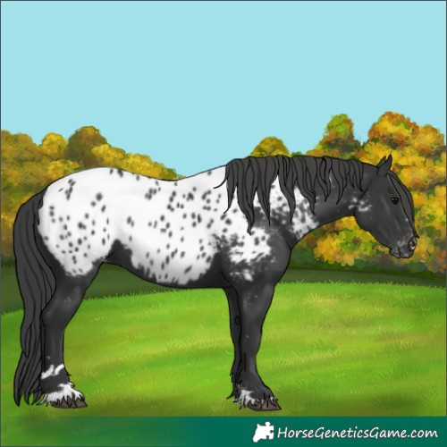 Horse Color:Black Near Leopard 