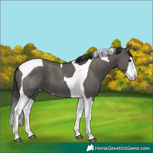 Horse Color:Grullo Splash Tobiano 