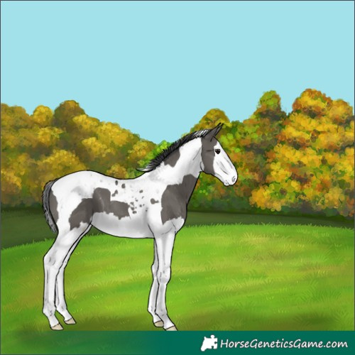 Horse Color:Grullo Splash Tobiano 