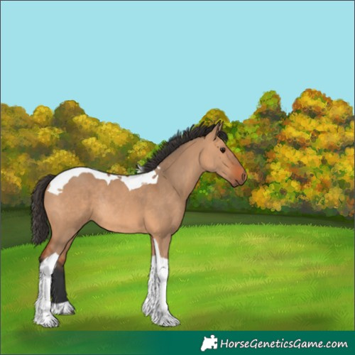 Horse Color:Bay Dun Tobiano Rabicano 