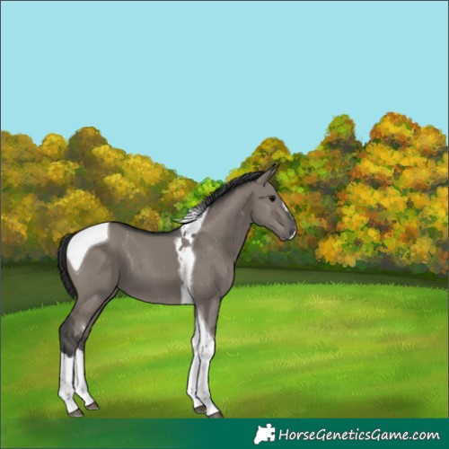 Horse Color:Grullo Splash Tobiano 