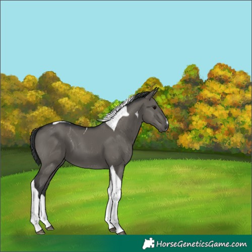 Horse Color:Grullo Splash Tobiano 