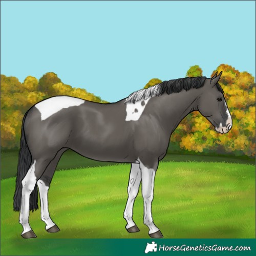 Horse Color:Grullo Splash Tobiano 