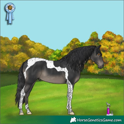 Horse Color:Black Tobiano 