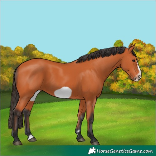Horse Color:Bay Frame 