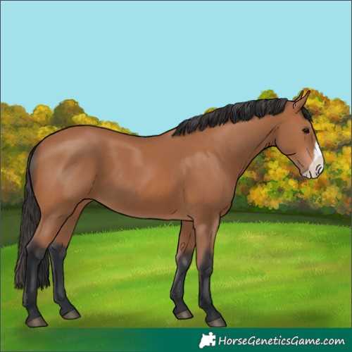 Horse Color:Bay Frame 