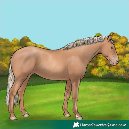 Horse Color:Gold Champagne Rabicano 