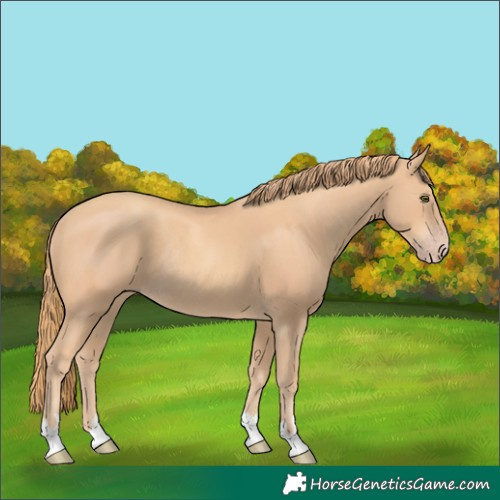 Horse Color:Gold Champagne Rabicano 