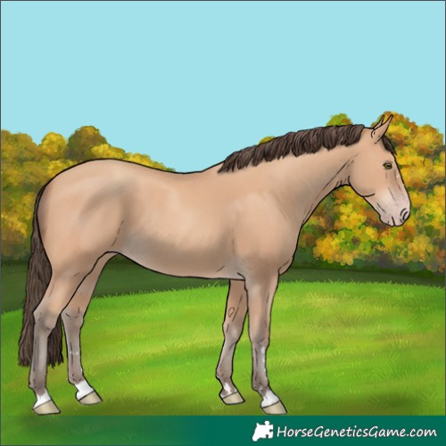 Horse Color:Amber Champagne Rabicano 