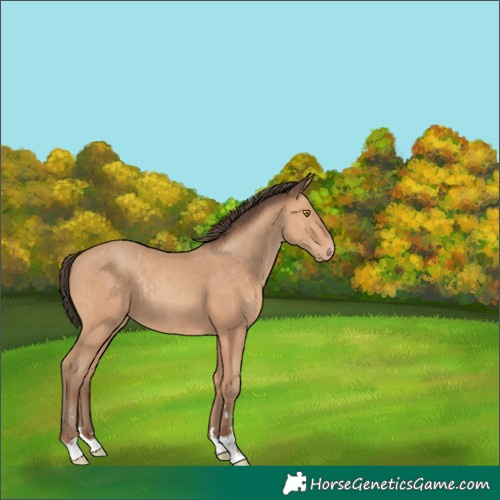 Horse Color:Amber Champagne Rabicano 