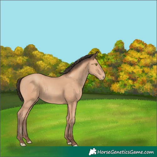 Horse Color:Amber Champagne Rabicano 