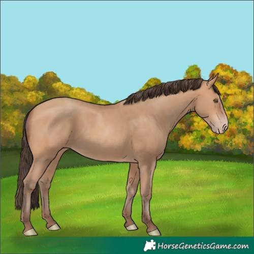 Horse Color:Amber Champagne Rabicano 