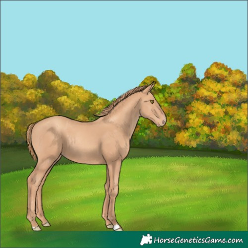 Horse Color:Gold Champagne Rabicano 