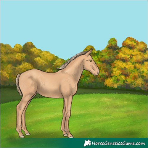 Horse Color:Gold Champagne Rabicano 