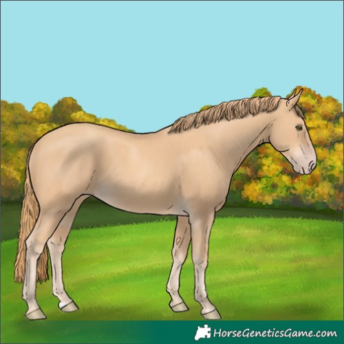 Horse Color:Gold Champagne Rabicano 