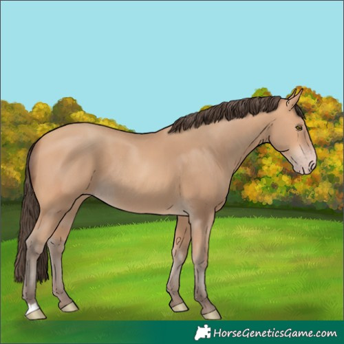 Horse Color:Amber Champagne Rabicano 