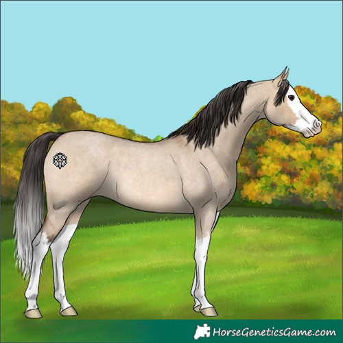 Horse Color:Bay Roan Dun Splash Rabicano 