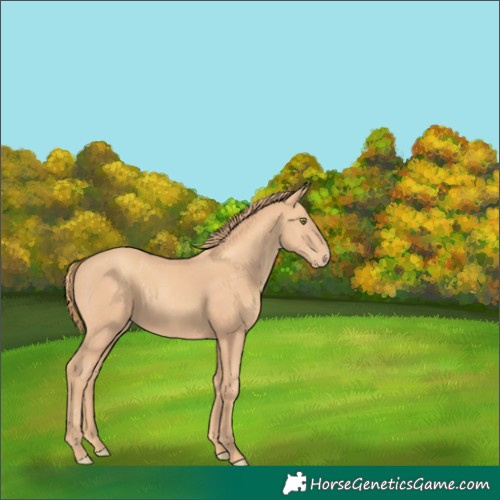 Horse Color:Gold Champagne Rabicano 