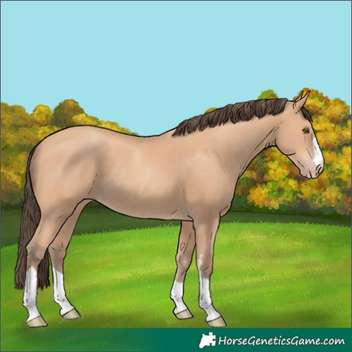 Horse Color:Amber Champagne Rabicano 