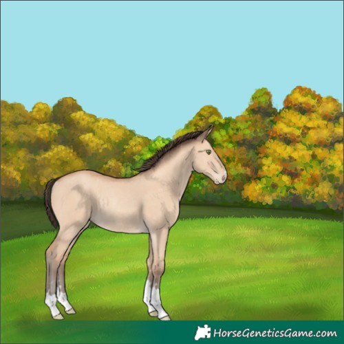 Horse Color:Amber Champagne Dun Rabicano 