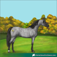 Horse Color:Smoky Blue Roan 