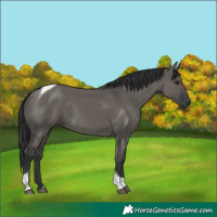 Horse Color:Grullo Tobiano