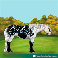 Horse Color:Powder White Silver Bay Ice Roan Dun Splash Frame Appaloosa Rabicano 
