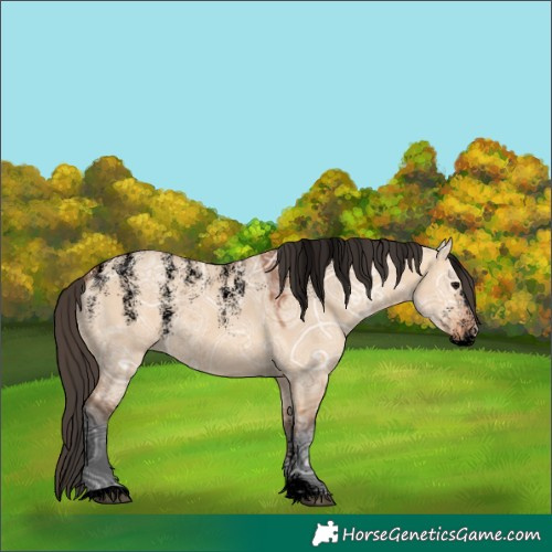 Horse Color:Unknown 