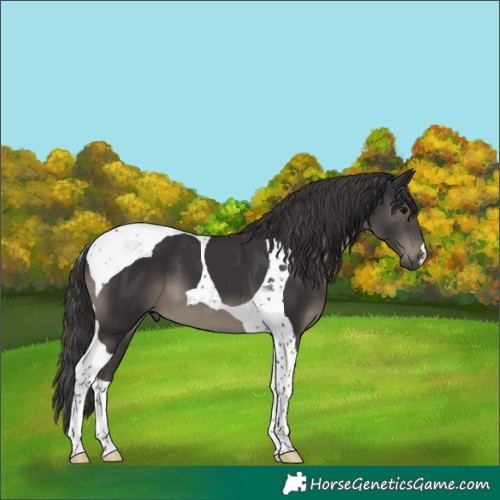 Horse Color:Smoky Black Tobiano 