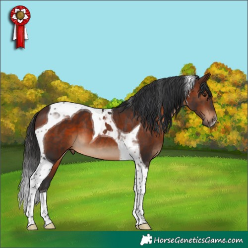Horse Color:Brown Tobiano 