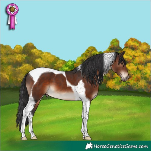 Horse Color:Brown Tobiano 