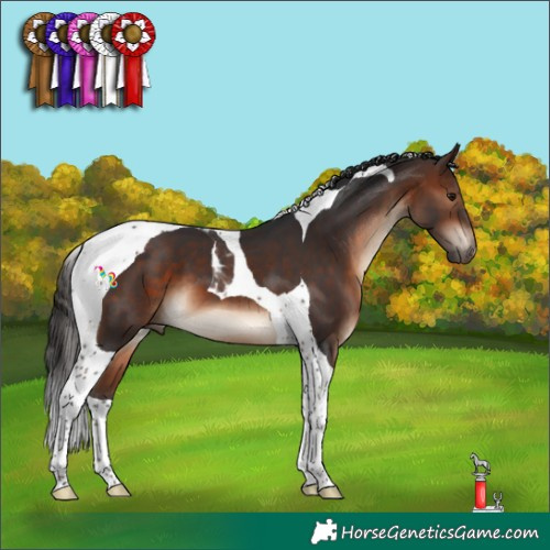 Horse Color:Brown Tobiano 