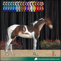 Horse Color:Brown Tobiano 