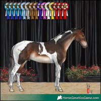 Horse Color:Brown Tobiano 