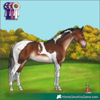 Horse Color:Brown Tobiano 