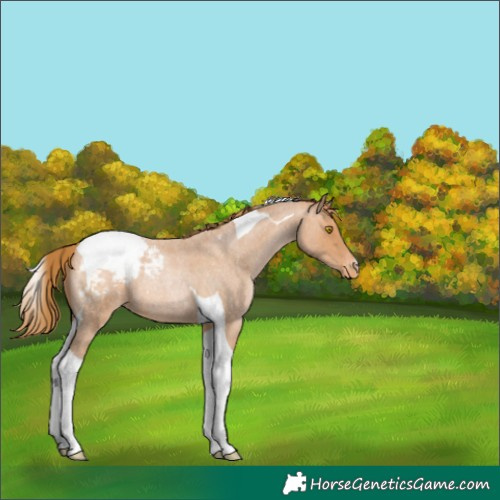 Horse Color:Bay Roan Pearl Tobiano Appaloosa 