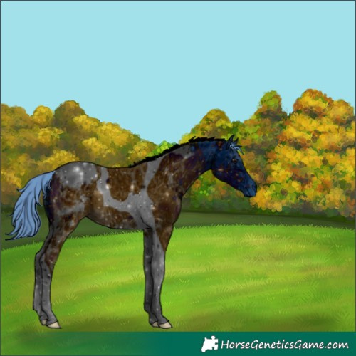 Horse Color:ERROR: UNKNOWN ANOMALY