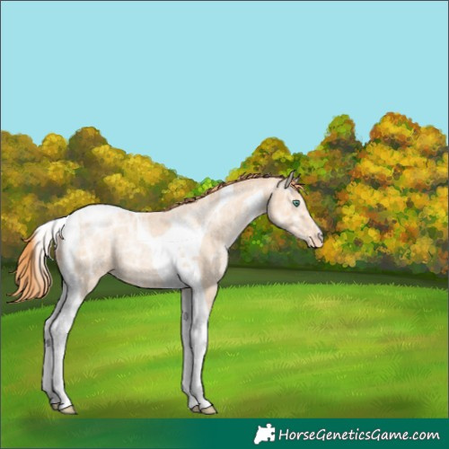 Horse Color:Classic Champagne Ice Pearl Tobiano Appaloosa 