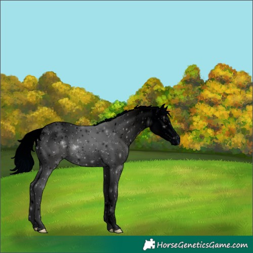 Horse Color:ERROR: UNKNOWN ANOMALY