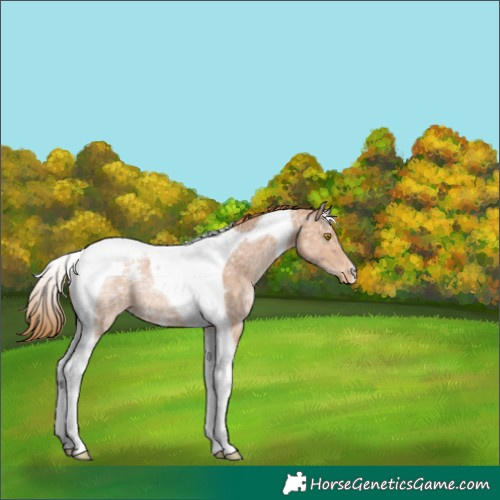 Horse Color:Brown Ice Pearl Tobiano Appaloosa 